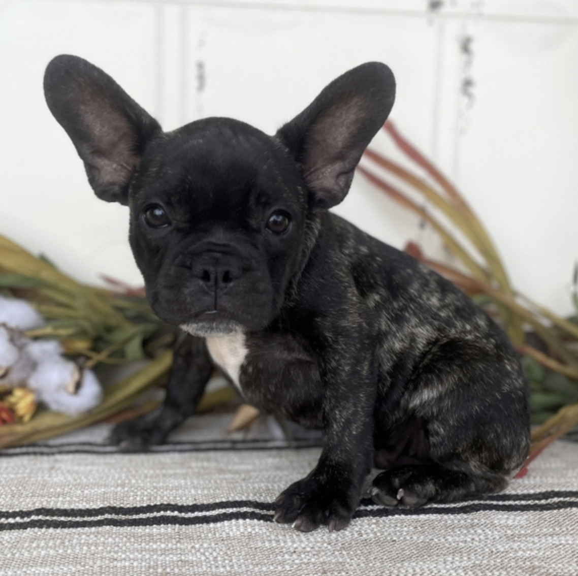 comprar cachorros sanos, baratos y asequibles para la venta